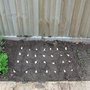 Garlic before planting