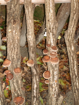 Shiitake Mushrooms