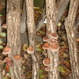 Shiitake Mushrooms