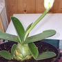 Unknown Plant!!!!!