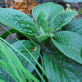 Unknown plant