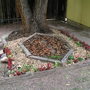 Shade Garden August 2007
