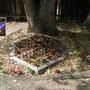Shade Garden October 2007 (Crocus kotschyanus)