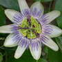Passion_flower1