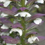 Acanthus_mollis_close_up