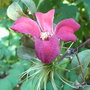 Clematis texensis 'Gravetye Beauty' (Clematis texensis 'Gravetye Beauty')