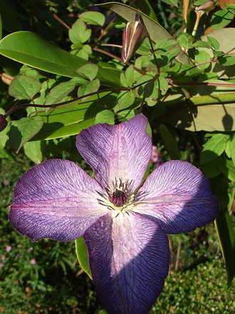 Clematis viticella 'Venosa Violacea' (Clematis viticella 'Venosa Violacea')