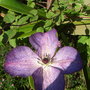 Clematis viticella 'Venosa Violacea' (Clematis viticella 'Venosa Violacea')