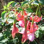 Fuchsia 'Army Nurse' (Fuchsia 'Army Nurse')