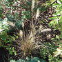 Pennisetum alopecuroides 'Hameln' (Pennisetum alopecuroides 'Hameln')