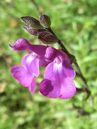 Salvia lycioides (Salvia lycioides)