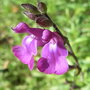 Salvia lycioides (Salvia lycioides)
