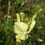 Salvia greggii 'Devon Cream' (Salvia greggii 'Devon Cream')
