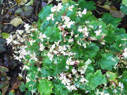 Saxifraga 'Cheap Confections' (Saxifraga 'Cheap Confections')