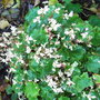 Saxifraga 'Cheap Confections' (Saxifraga 'Cheap Confections')