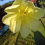 evening primrose (Oenothera)