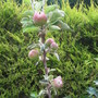 Apples