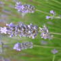 Lavender1