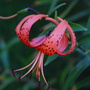 Orange Asiatic Lily