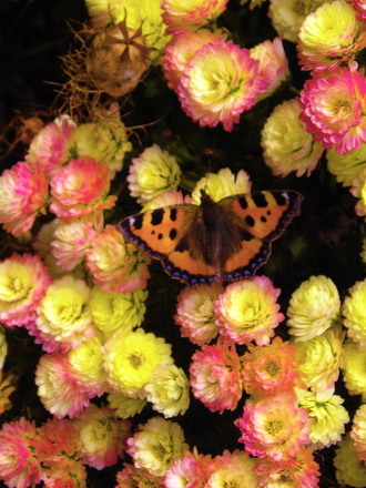 Butterfly_1Nov03.jpg
