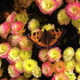 Butterfly_1nov03