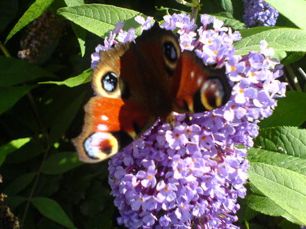 Castell_Coch_08.06.jpg