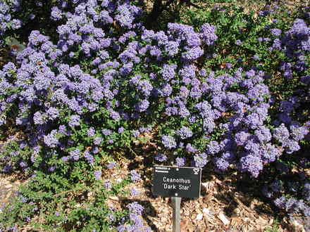 Ceanothus 'Dark Star' at Wisley (Ceanothus thyrsiflorus repens)