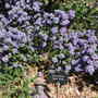 Ceanothus thyrsiflorus repens