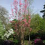 Such a beautiful tree! (Toona sinensis)