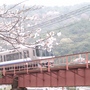 Cherry Blossom and Train