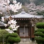 Cherry Blossom and Temple