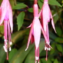 A garden flower photo