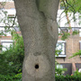 Looks like a ......... (a tree.)