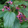 Clerodendrum trichotomum (Clerodendrum trichotomum)