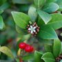 Ilex aquifolium (Ilex aquifolium)