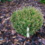 Pinus_sylvestris_peter_hearne