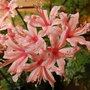 Nerine 'Kim'
