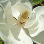 Magnolia_3