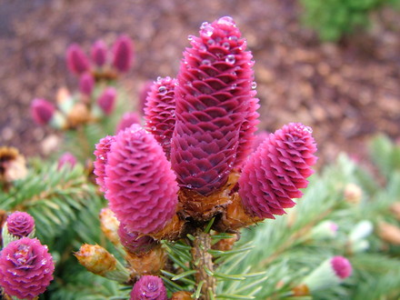 Picea pungens Hermann Naue