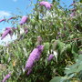 A garden flower photo (Buddleja davidii (Butterfly bush))