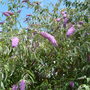 A garden flower photo (Buddleja davidii (Butterfly bush))
