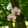 Garden_pics17last_import_folder