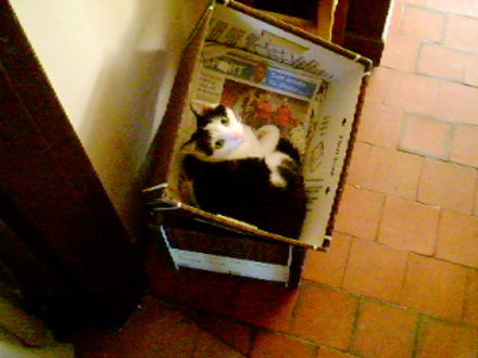 Box Car Wally