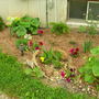 Cactus_2