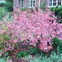 Callicarpa dichotoma (Callicarpa dichotoma)