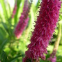 A garden flower photo (Veronica spicata)