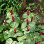 Trillium Stockton Bury Gardens (Trillium sessile)