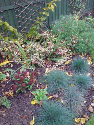 woodland bed