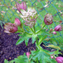 astrantia pink/cream (Astrantia major)