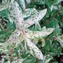 Dsc00087_edited